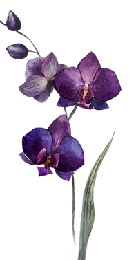 Flores moradas